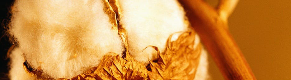 Kvalitní bavlna od místních pěstitelů