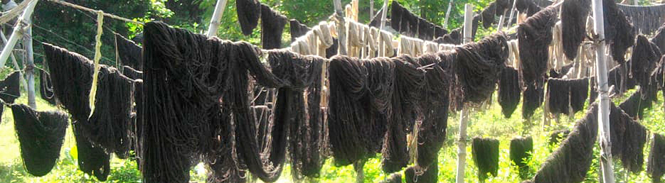 Bavlne schne na slunci